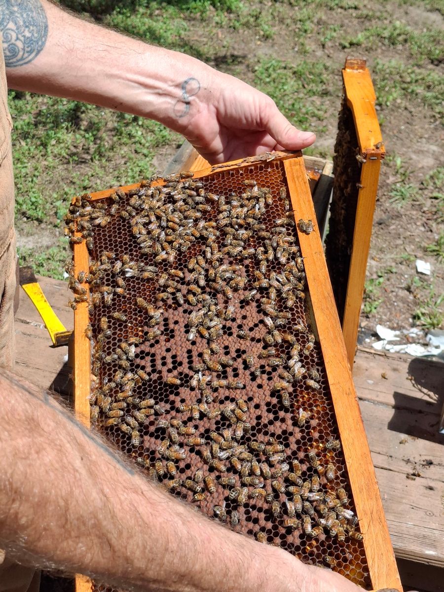 A frame pulled from one of our hives, covered in honey bees